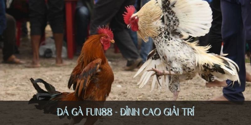 Luật chơi đá gà dễ hiểu